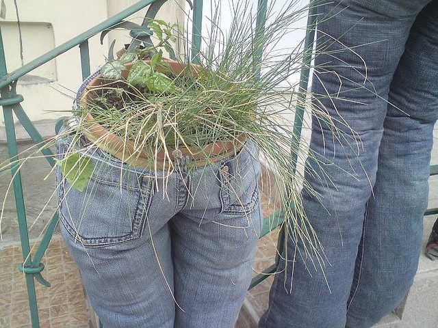 grassy arse